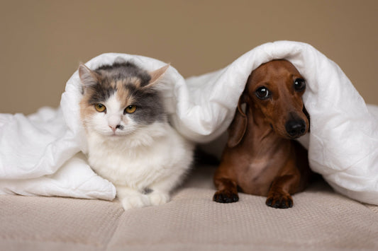 Are Dogs Better Pets Than Cats for Kids?